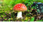 honguitos gordos