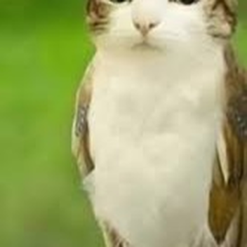 meowi obby
