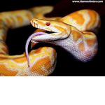 Da Snake Squad