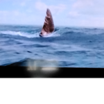 The Mythical Sharks