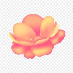Peachy Petals