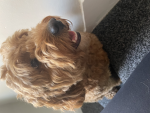 Doggo's games
