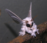 The Superior Moth Enclave