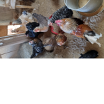 Poppy playtime hangout gruop