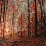 ~ Woodland Wonders ~