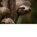 ~Sloth…Squad~