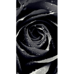 ~Shadow~rose~