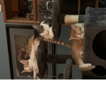 Kitten Federation
