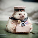 WW3 hedgehog