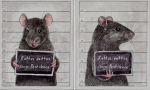 Rats:D<you can live here rent free>