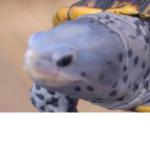 Turtle fan club ONLY TURTLES