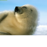 focaaaaaaaaaaaaaaaaaaaaaaaaaaaaaa
