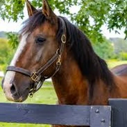 horse icon