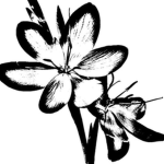 kátharsis