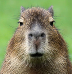 Capybara_guys