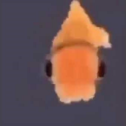 Orange Fish With Headphones 2 Roblox decal