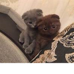 iiGraySkys Friends
