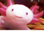 axolotl YOOOOSSSS