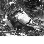Pigeonmans Studio