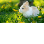 Little Rabbit Fan Club!