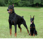 Dog too dog