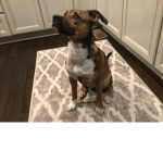 Piper the dog