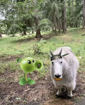 The Goat Riders