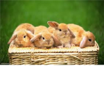 xX Bunny Lovers Xx