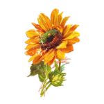 Dangerous Flowers