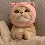 мιℓℓу