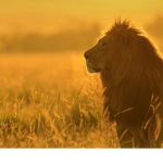 lions only