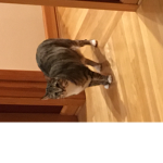 Epiz Games.