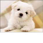 uh hi love dogs