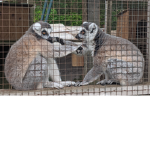 Cute animal group 2