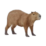 capybara.png