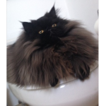 Floofers united