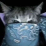 WE LOVE CATSSS