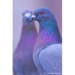 Aesthetic Pigeon Army <3
