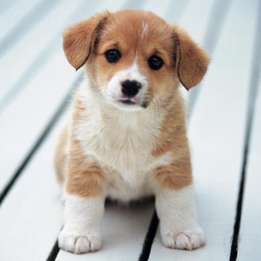 Woof! (Remake Update!)