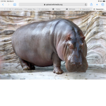 Hippo on top