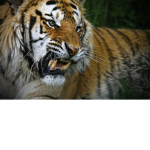 Top Tigers!