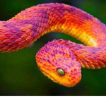 #SnakeSquad