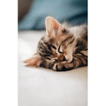 Kit’s Kittens