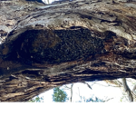 For da bees