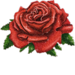 -+roses cafe+-