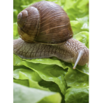 The snail cult.