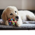 Dogs come in all sizes and shapes