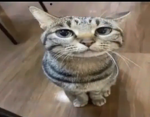 PikoDev