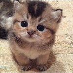 Little Kittens UwU