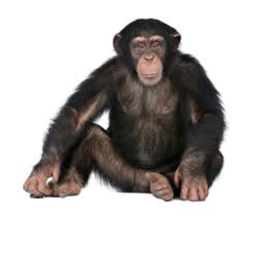 Monkey Town 2